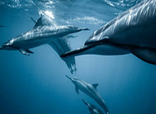 开云体育入口-击败永州队 CMG群众足球邀请赛湛江队收获冠军